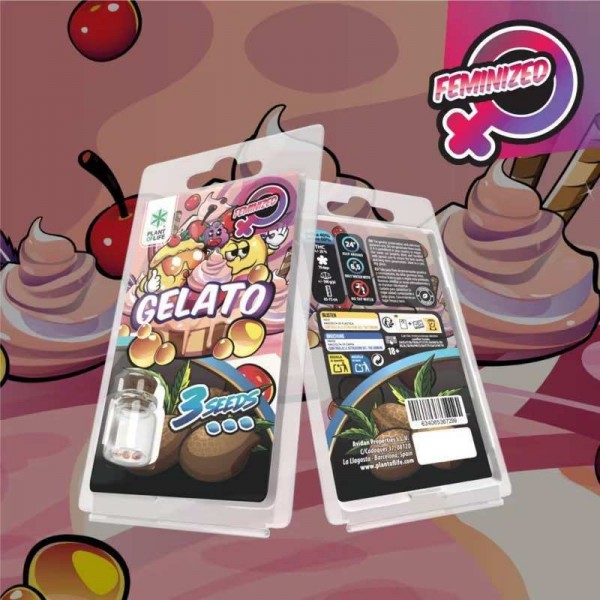 3 Graines Gelato FÉMINISÉE | Plant of Life